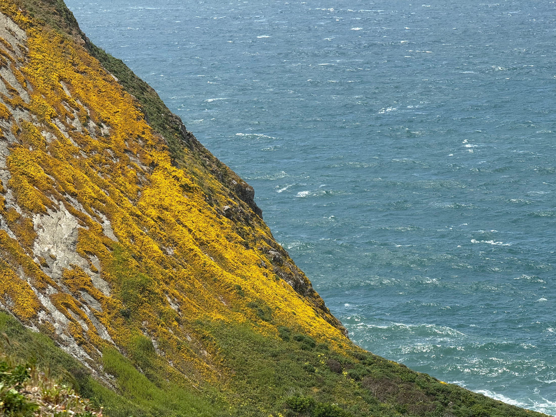 The Chinese Translation of 1,000 True Fans
