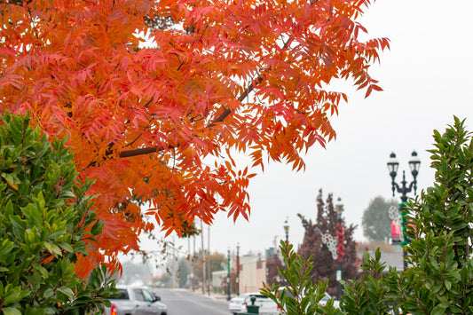 Good Characters Friday, December 20, 2024, Newsletter