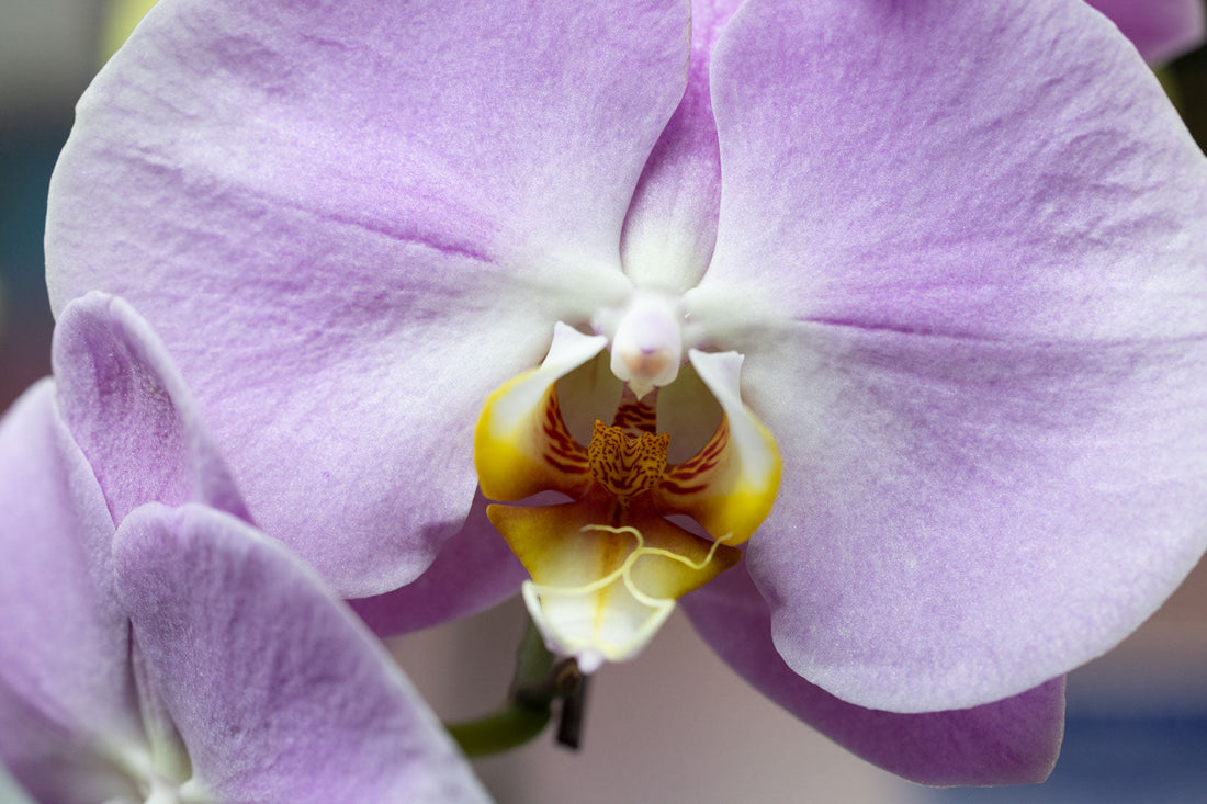 Iran, Elon, and the Case for Declaring Your Own Chinese Name